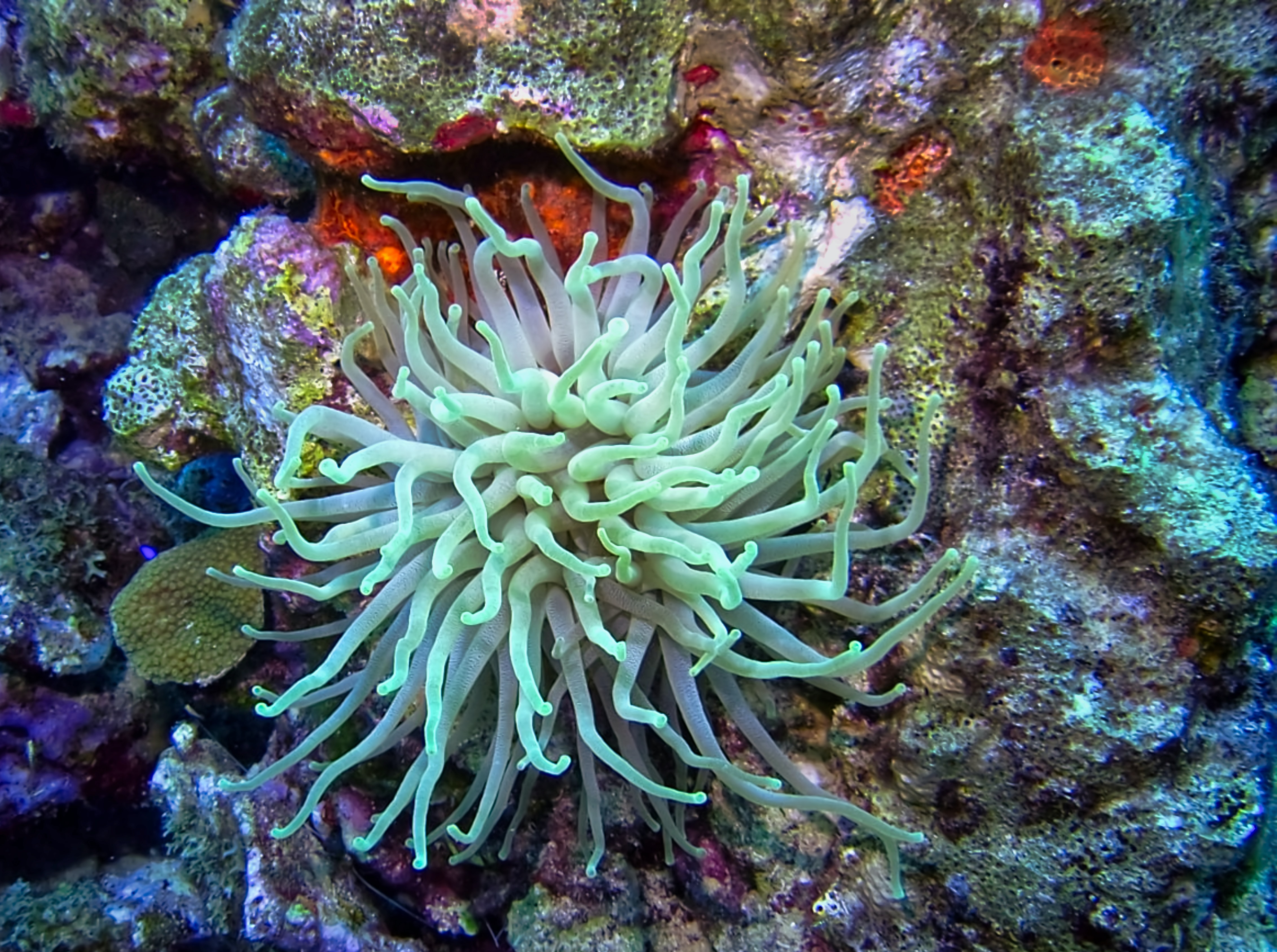 Sea anemone in the Caribbean