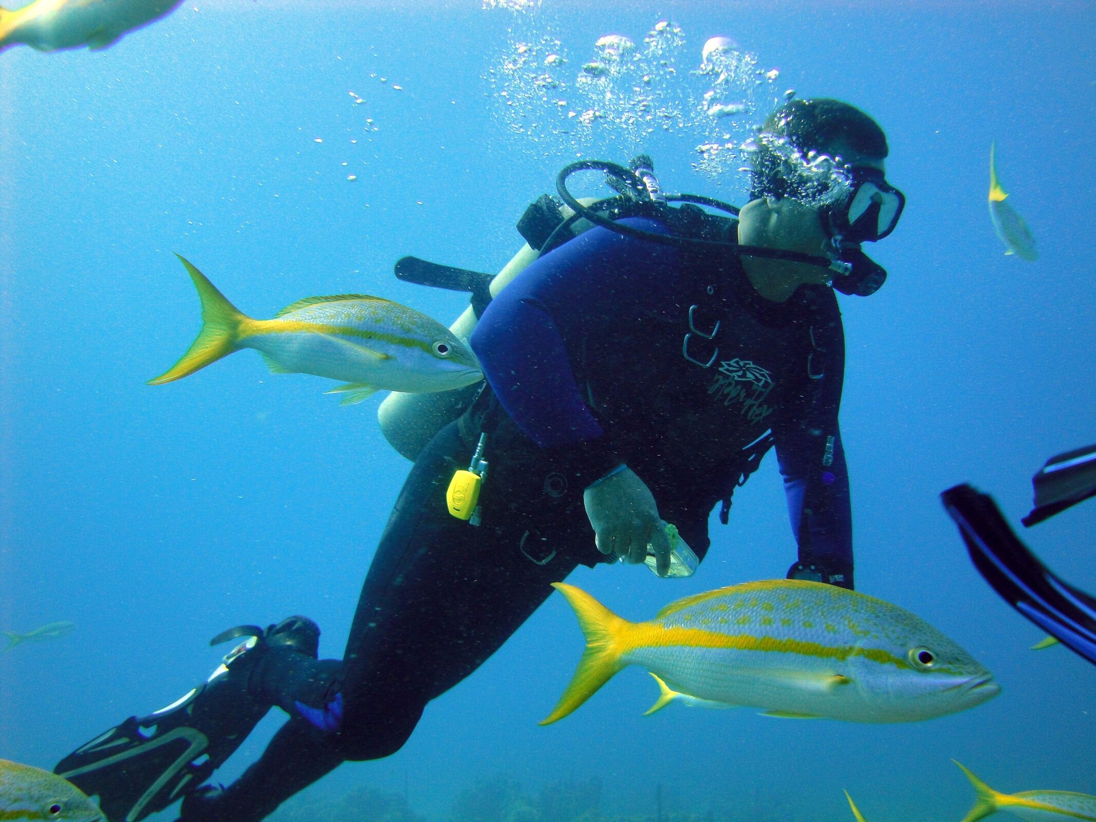 Scuba Diving in Jamaica: Explore Montego Bay’s Marine Park