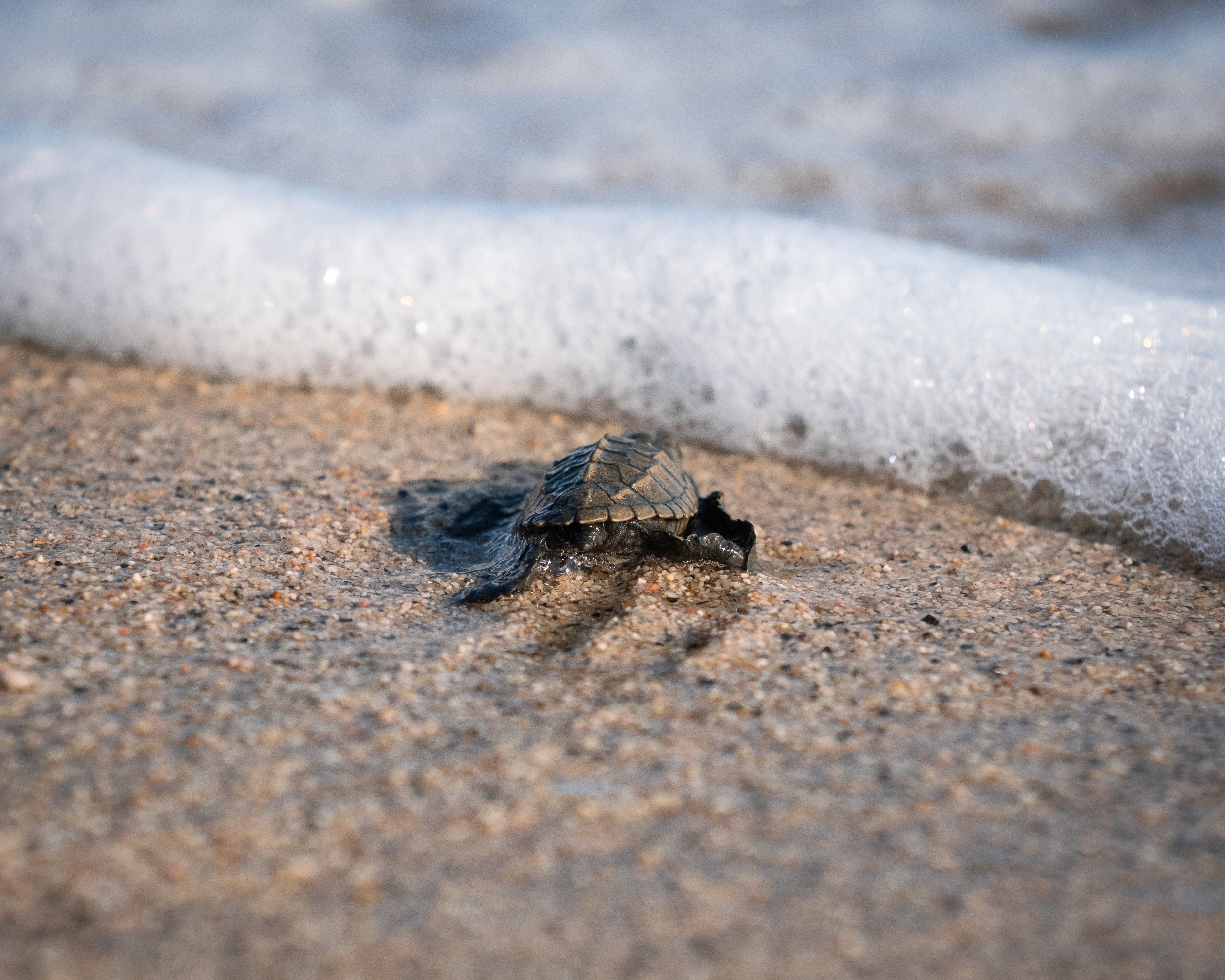 Sea turtle hatchling crawling to the ocean for safety
