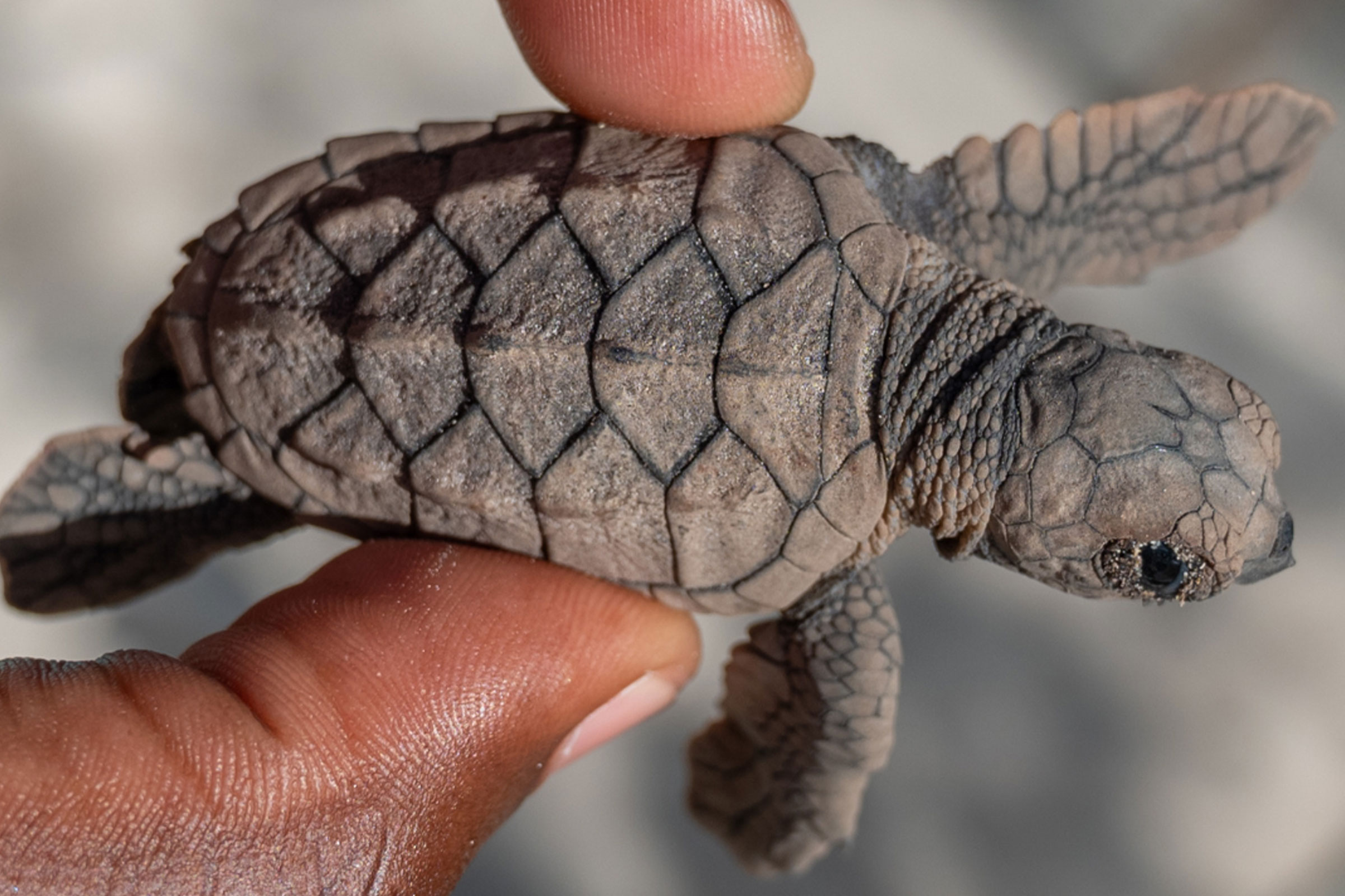 Baby hawksbill sea turtle in Montego Bay, Jamaica