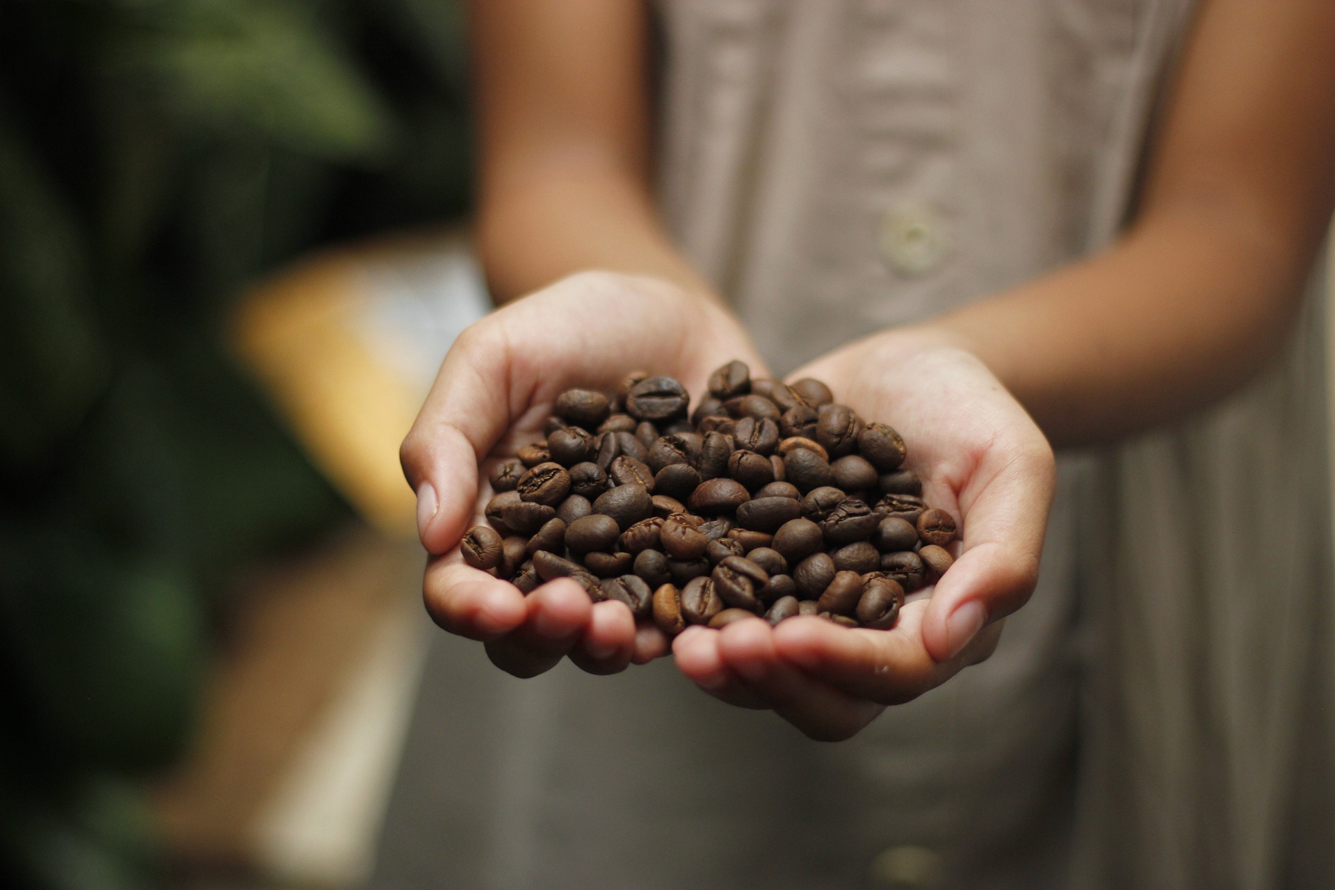 Holding coffee beans from Blue Mountain in Jamaica