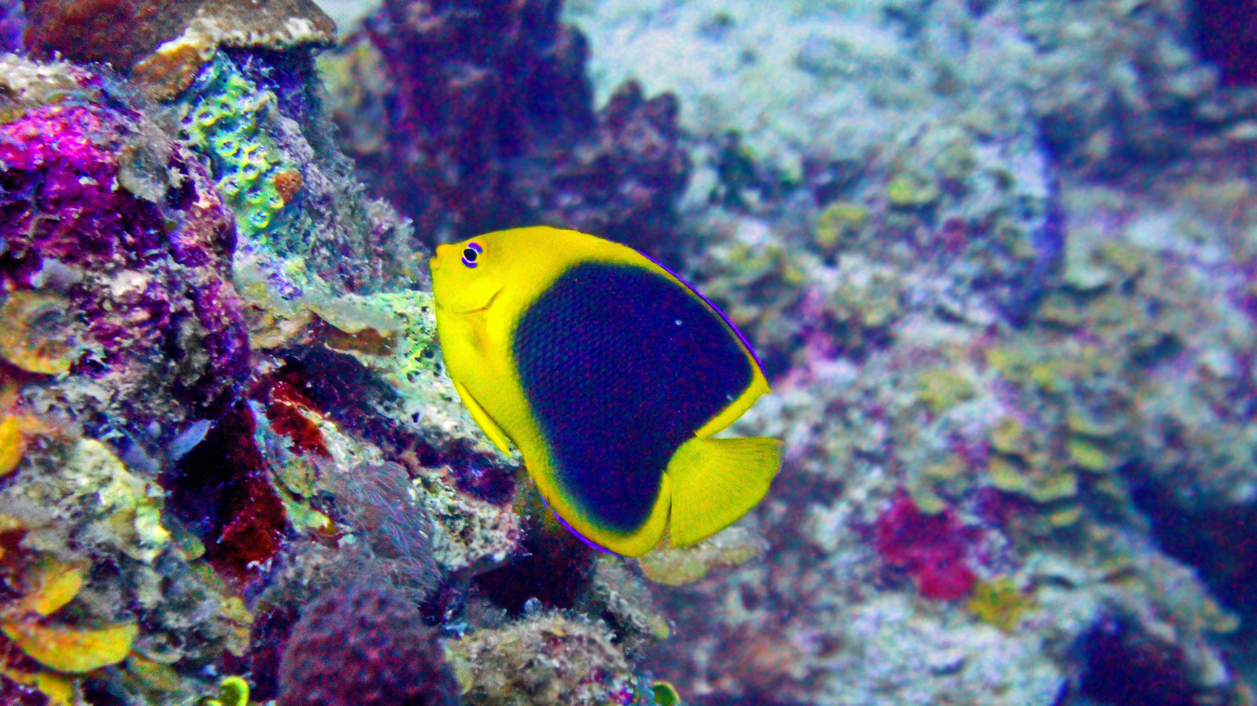 Yellow fish seen on Jamaican diving tour
