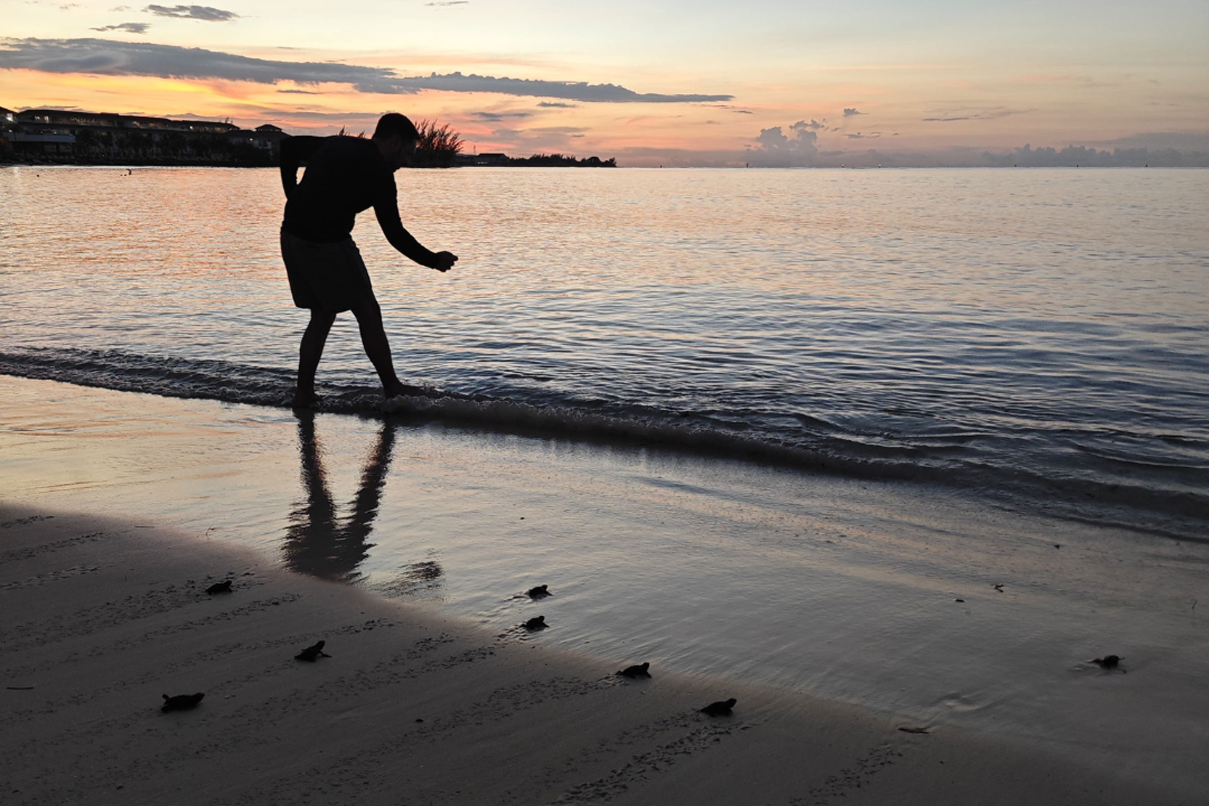 Hundreds of sea turtle hatchlings making their way to the ocean in Jamaica