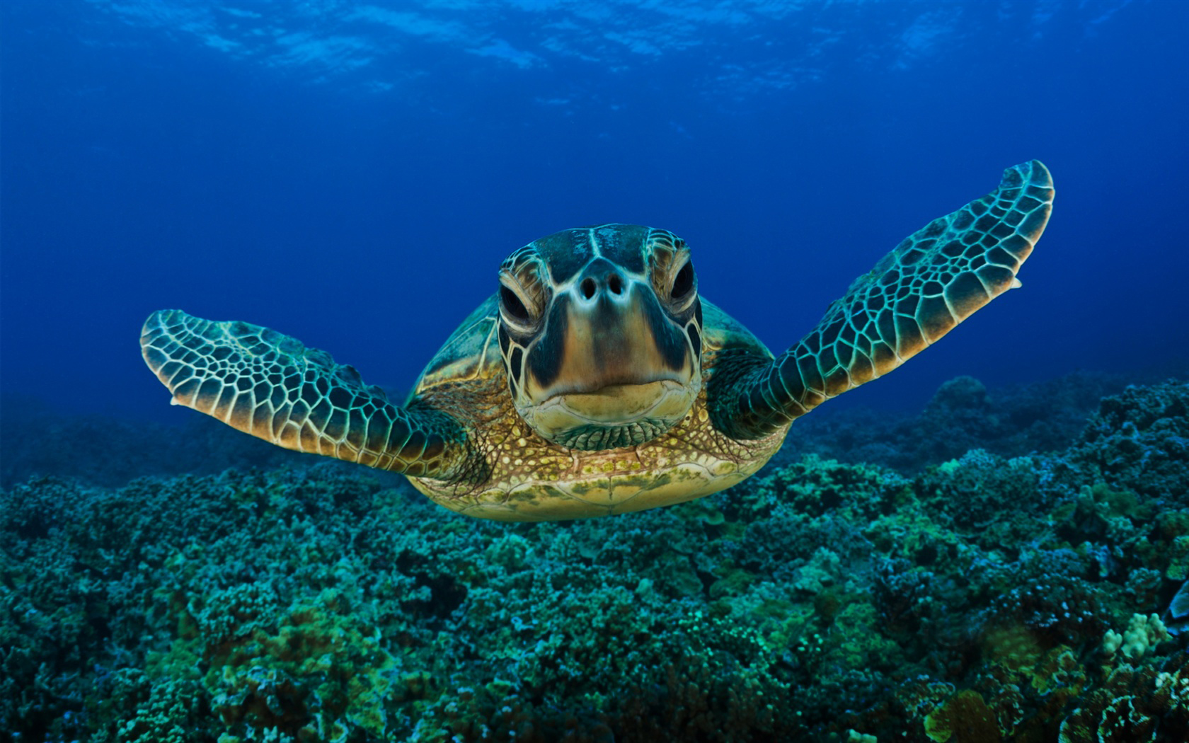 Turtle off the coast of Montego Bay