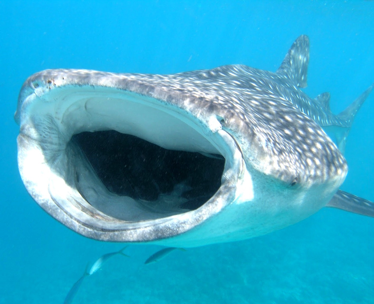 Example of a Whale Sharks toothless mouth in Cancun, Mexico