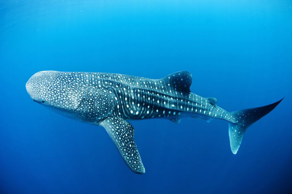 Safe swimming with a whale shark in Cancun