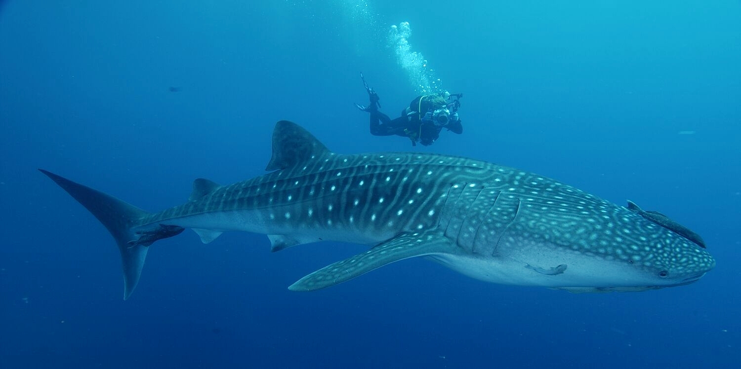 Diver swimming near a whale shark in the Caribbean Sea