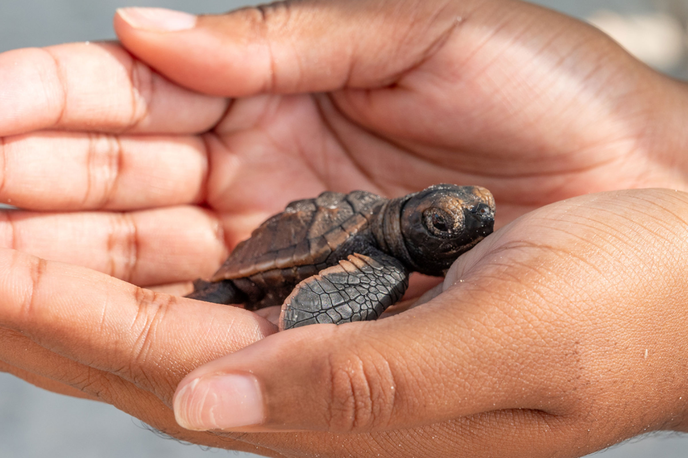 Learn About Caribbean Sea Turtles And Hatchling Conservation in Jamaica