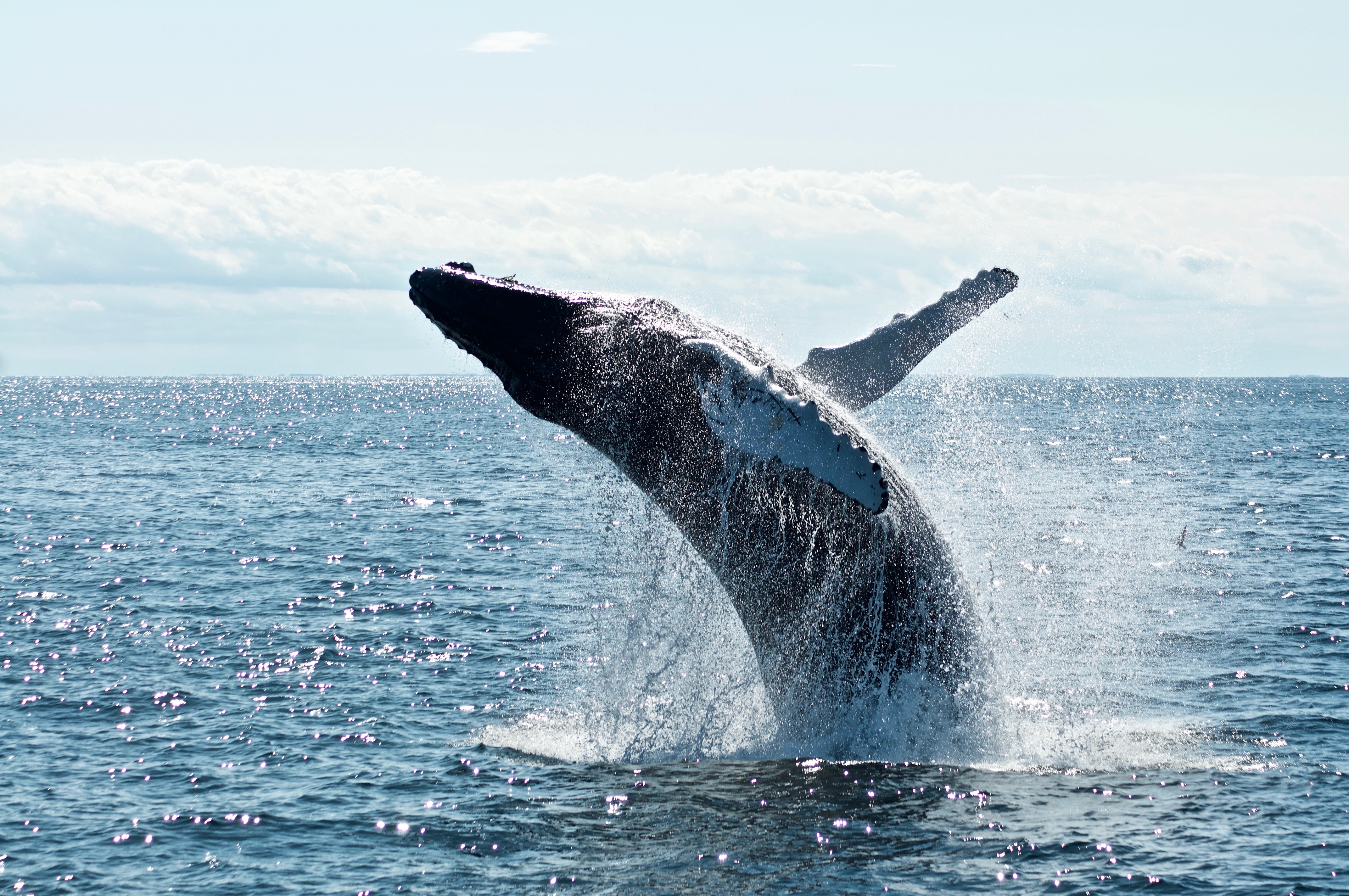 A Humpback Whale breaching out of the water in Samana Bay in the Dominican Republic